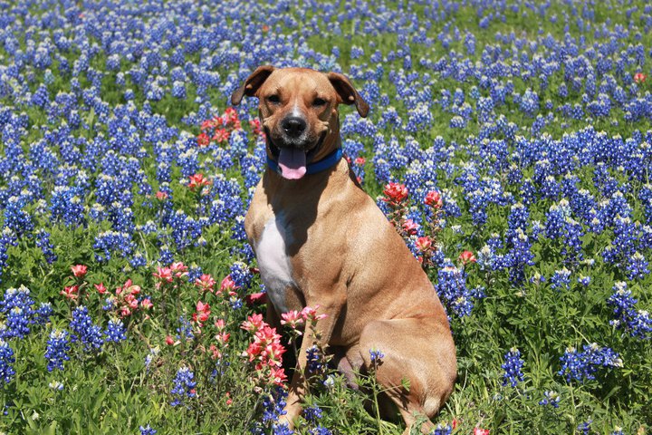 Lone Star Animal Hospital