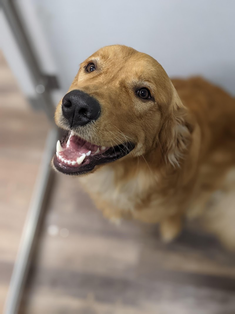Lone Star Animal Hospital