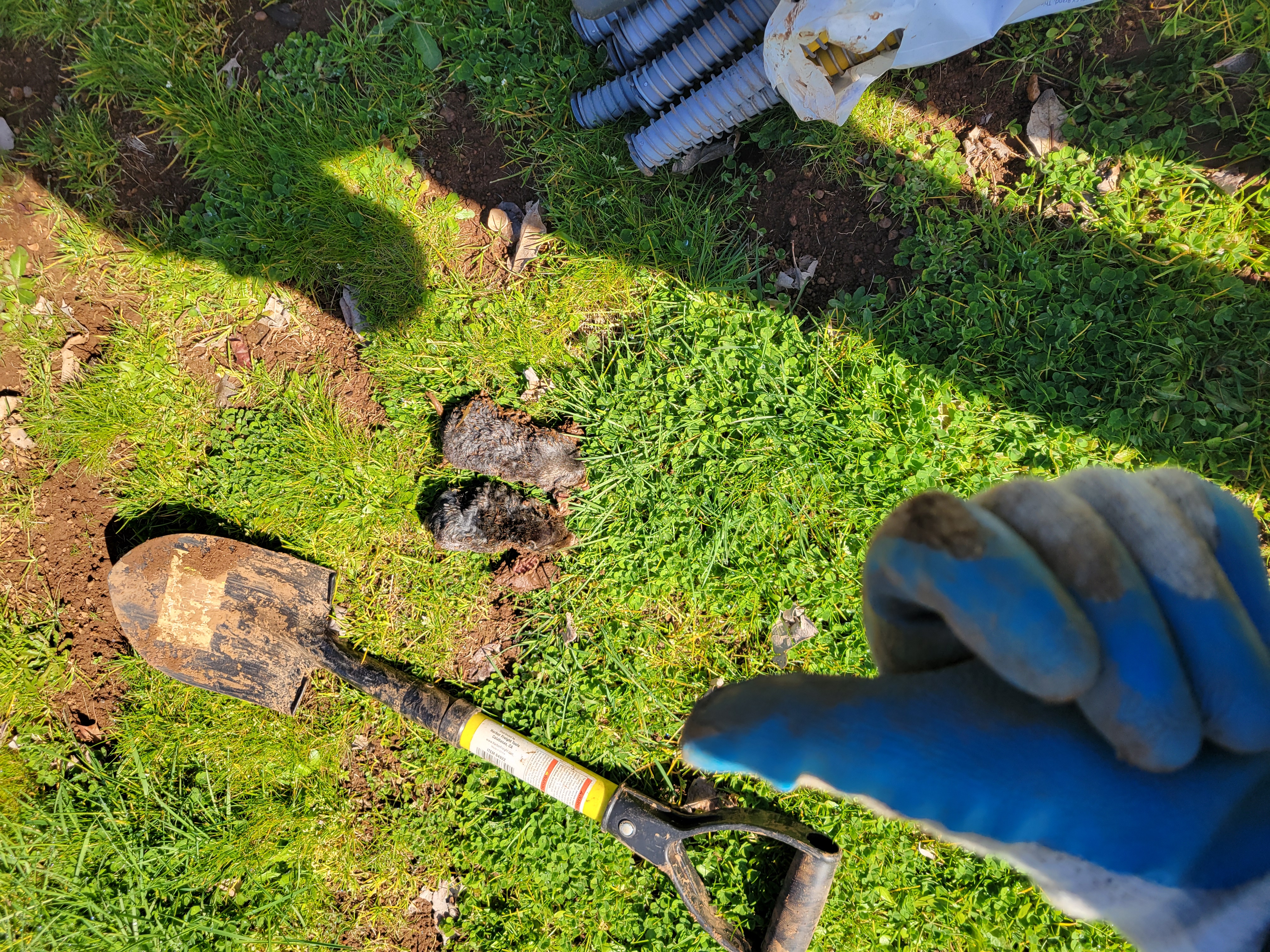 Completed mole-removal service in Newberg
