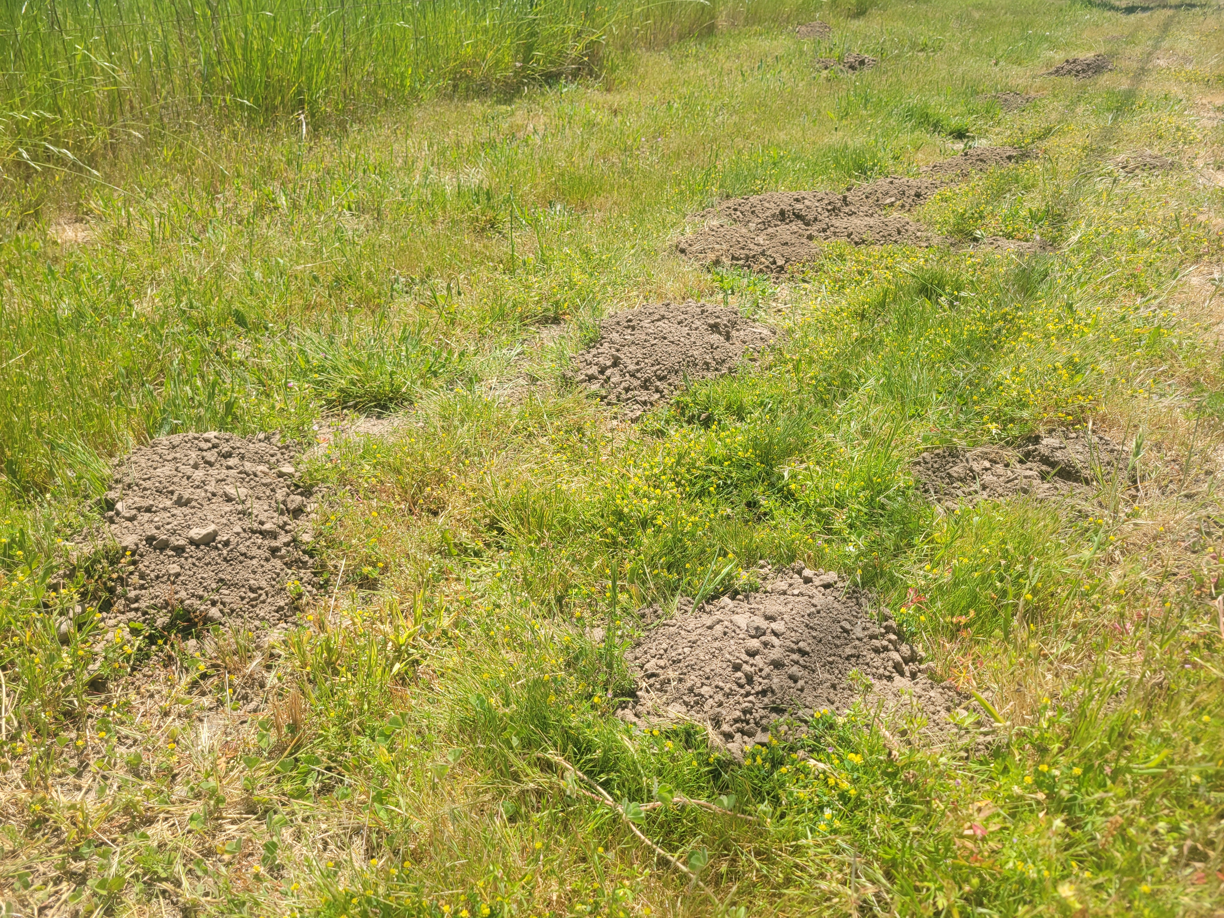 Fresh mole damage before professional five-week service
