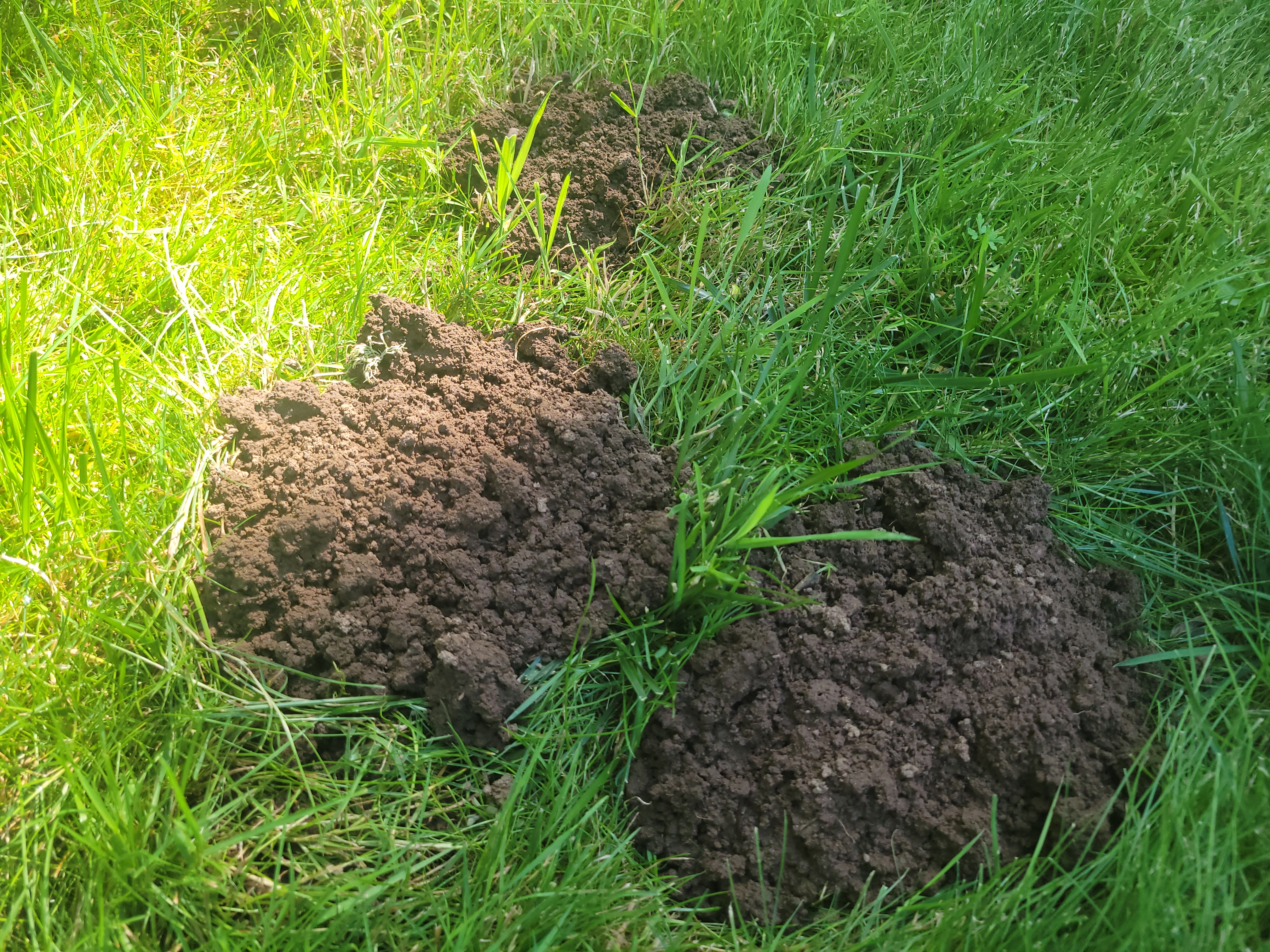 Flattened mole mounds in a real lawn