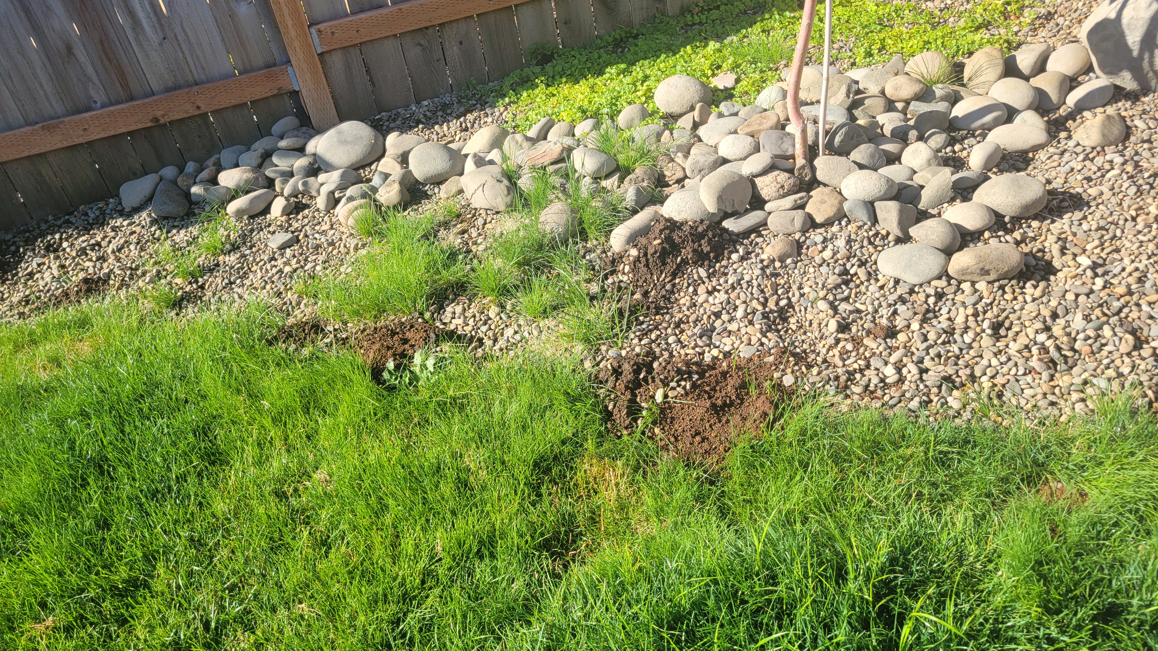 Fresh mole mounds along a lawn and landscaped river rock