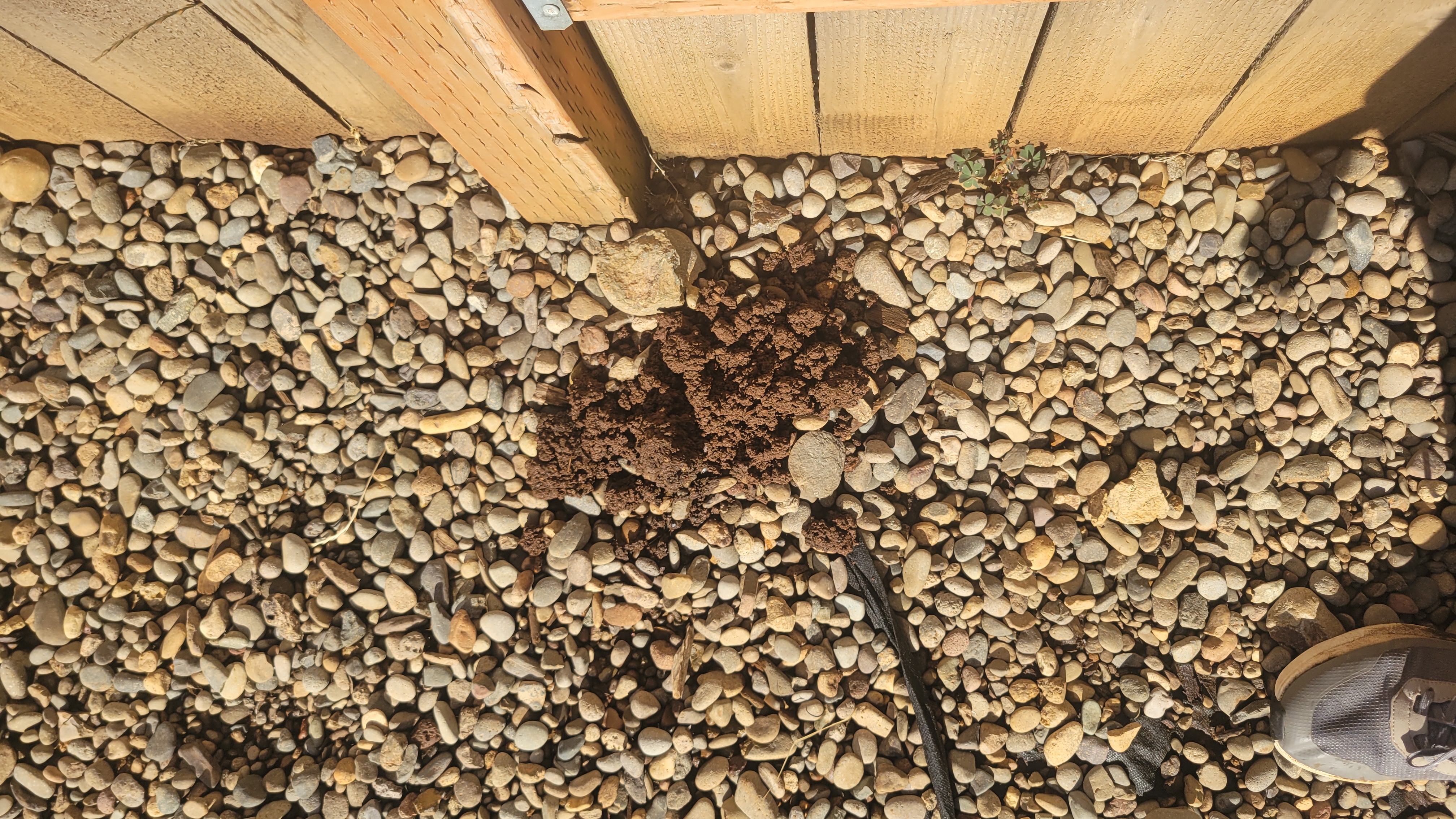 Actual Tigard mole mound in pebbles beside landscaping