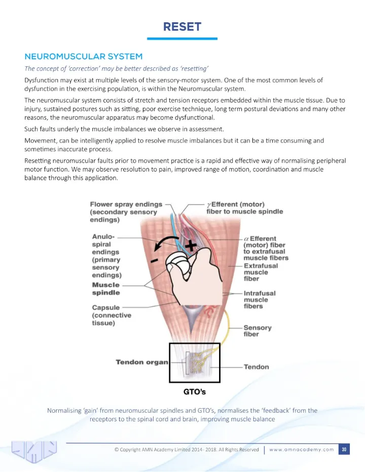 CES manual page: the neuromuscular system diagram