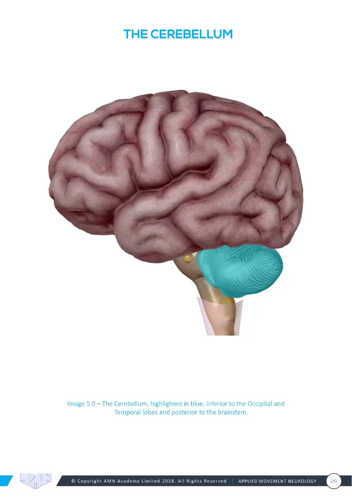 Manual page: the cerebellum