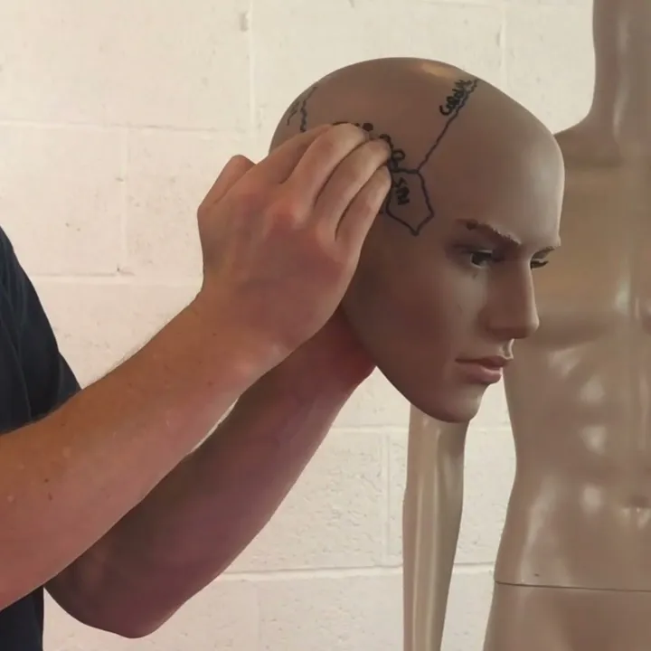 Locating the cranial sutures on a model head