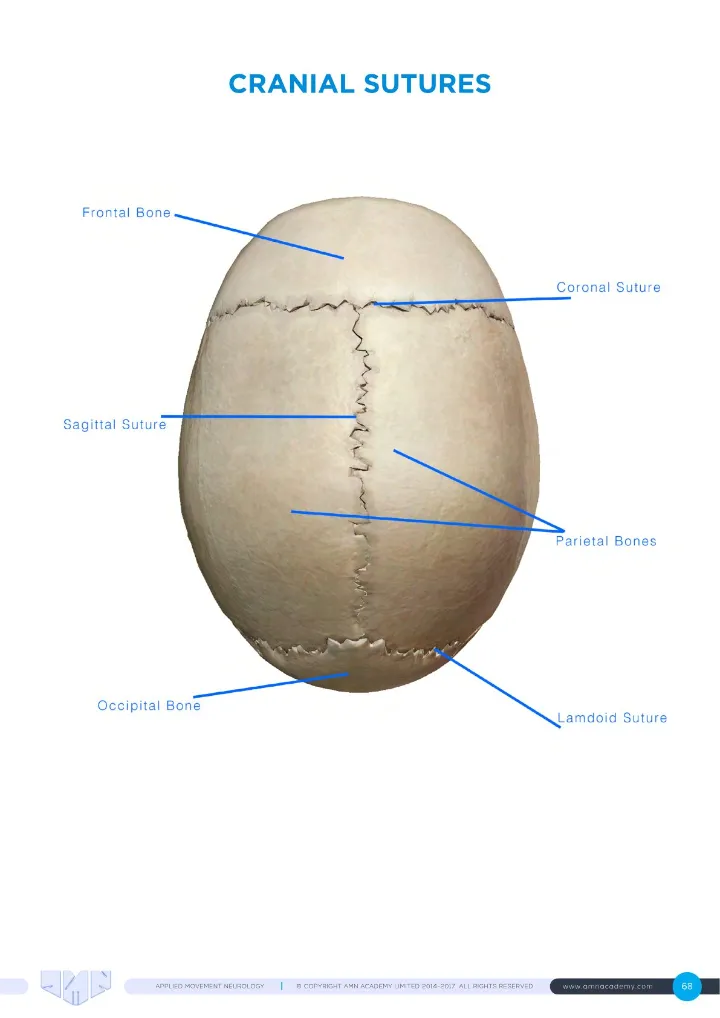 Manual page: cranial sutures