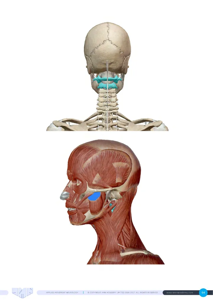 Manual page: muscles of the head and jaw
