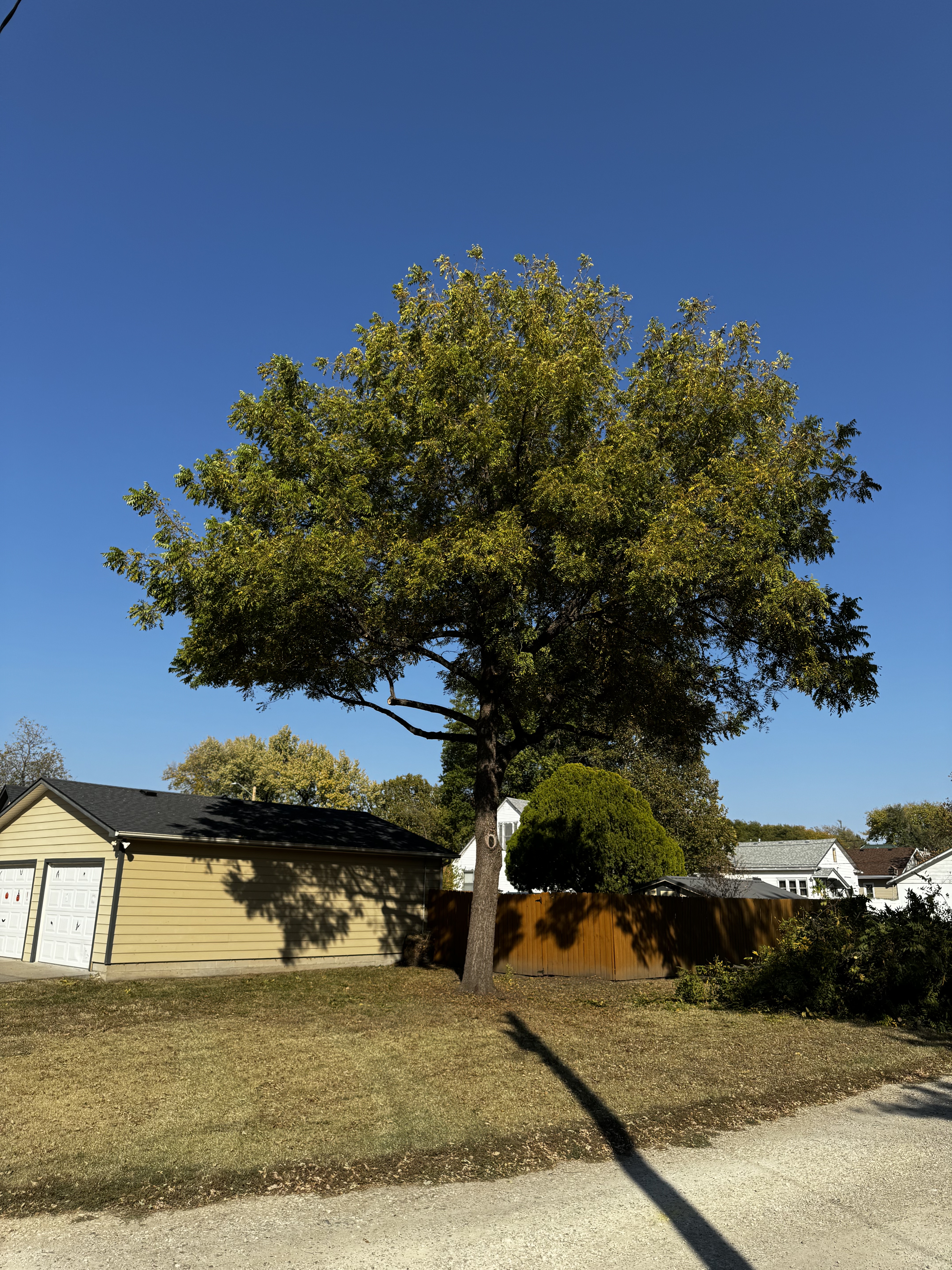 Tree trimming result in residential yard