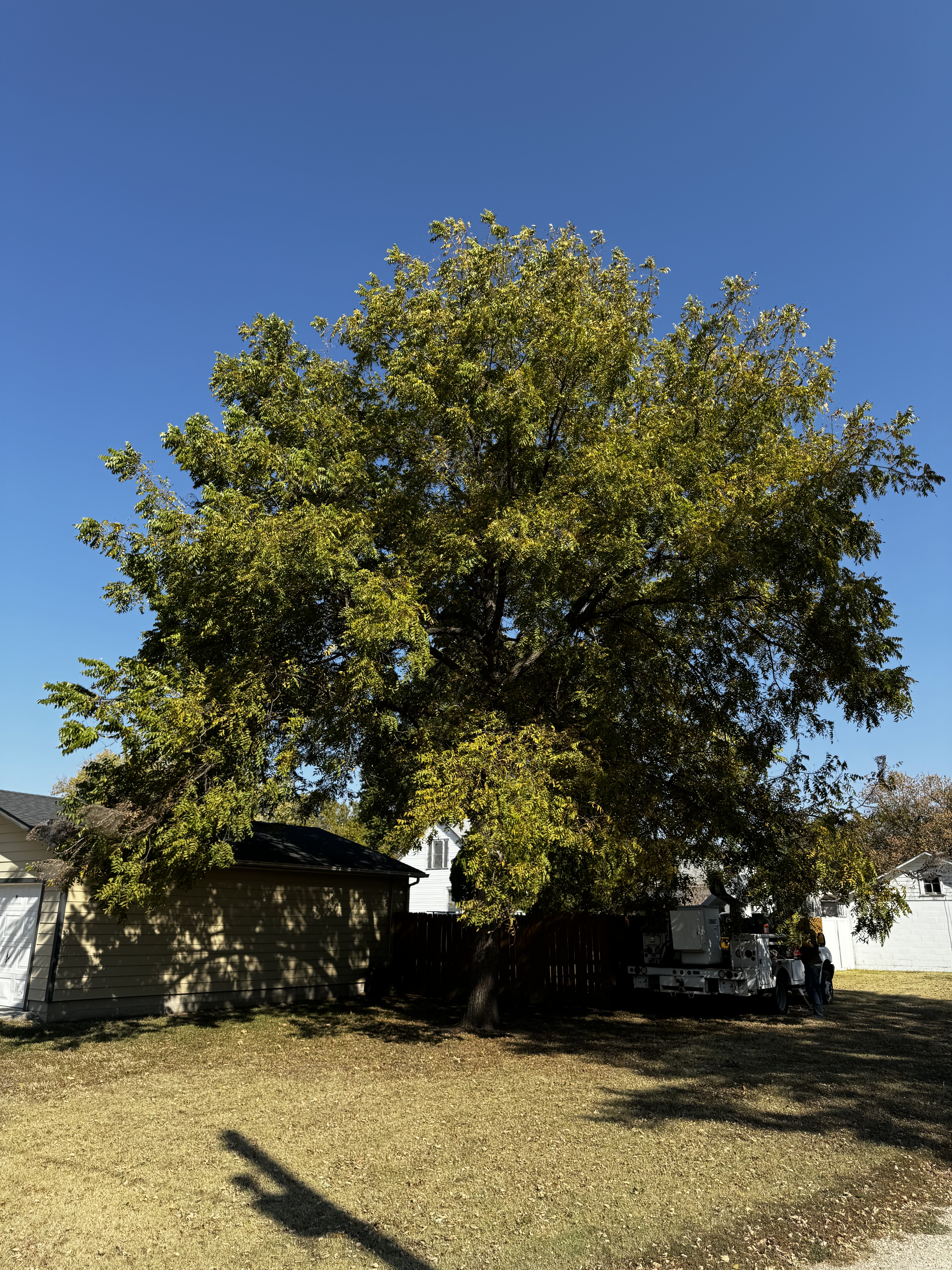 Large tree residential yard