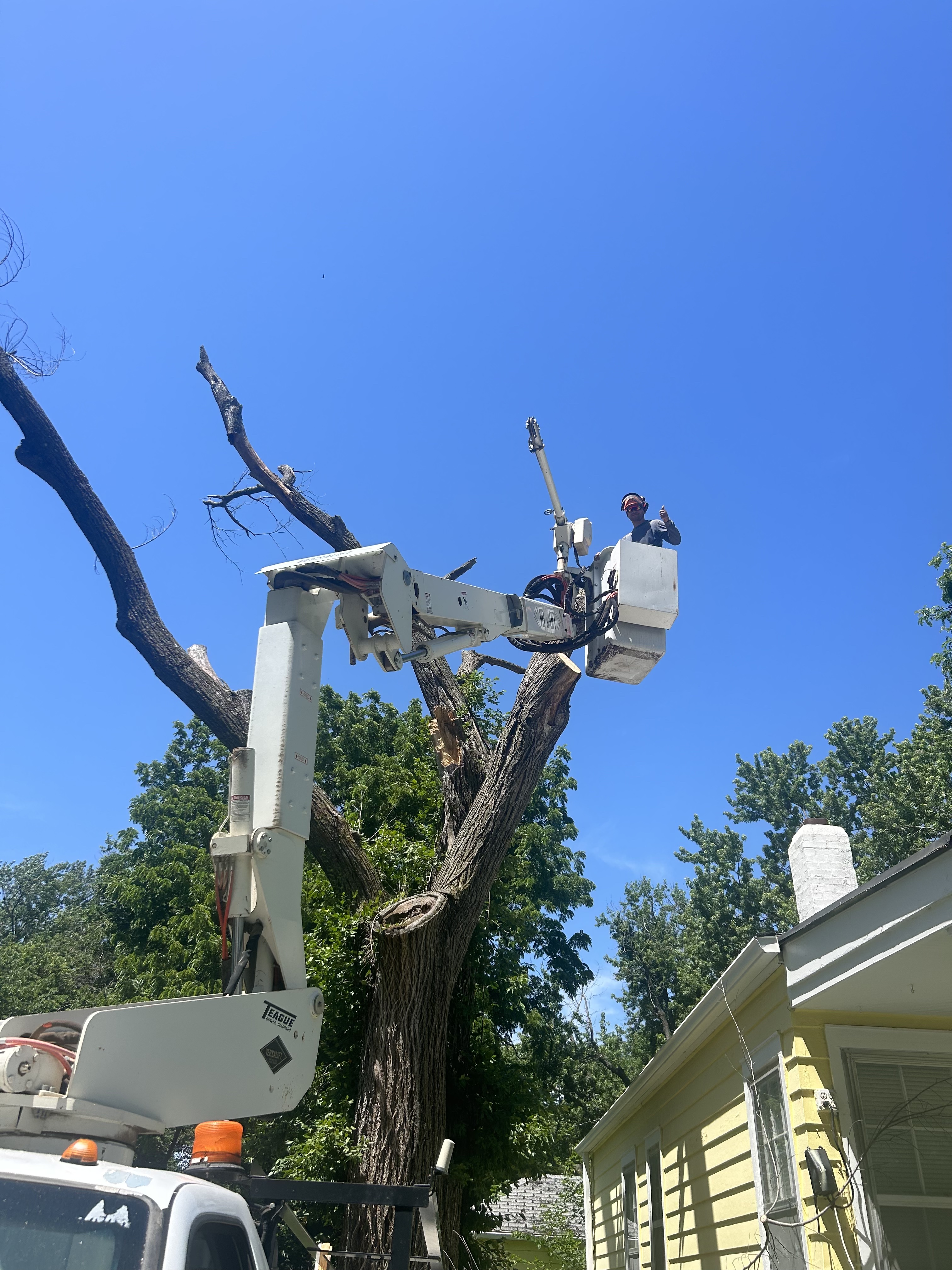 Aerial tree work