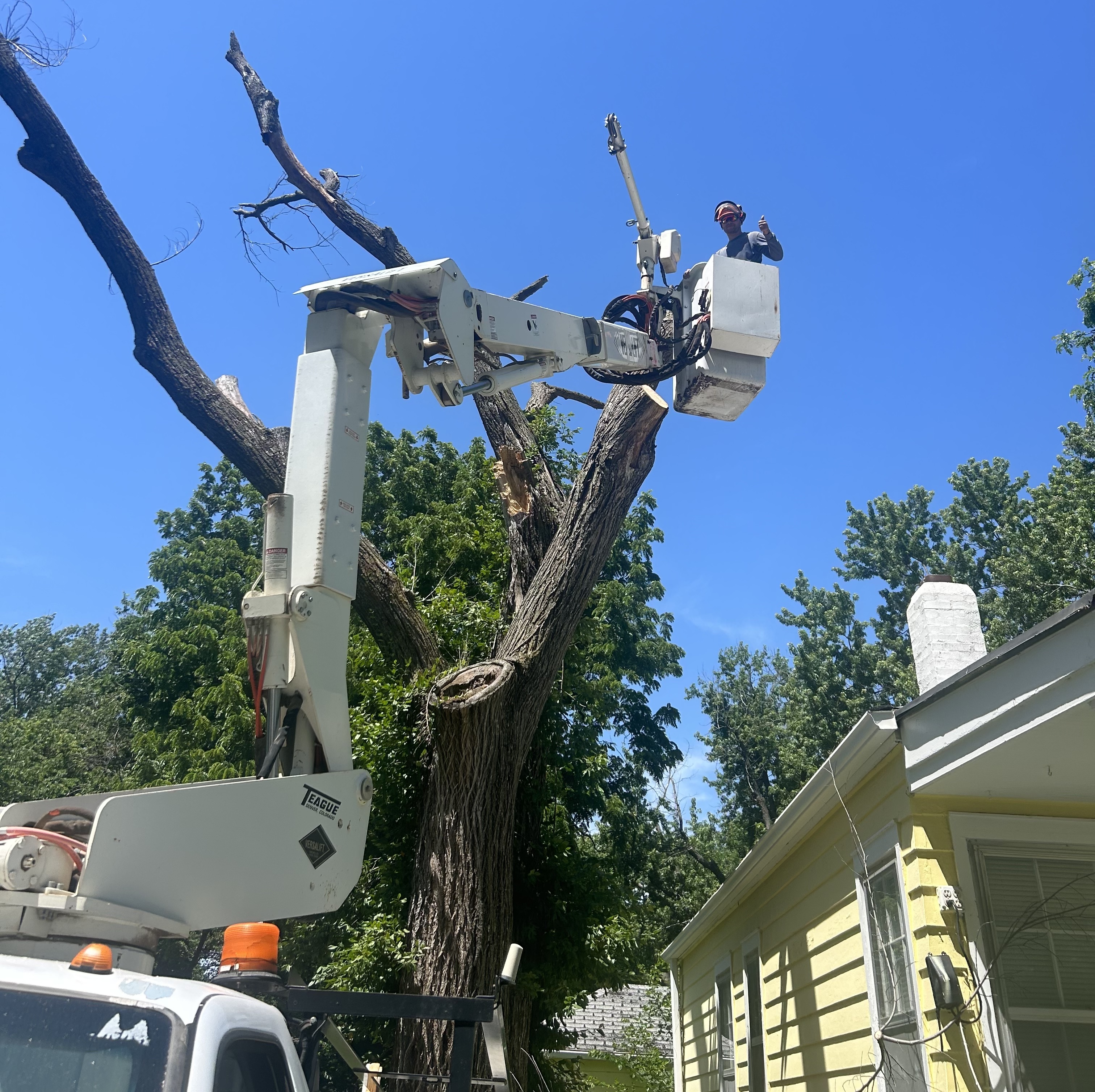 Bucket truck tree removal
