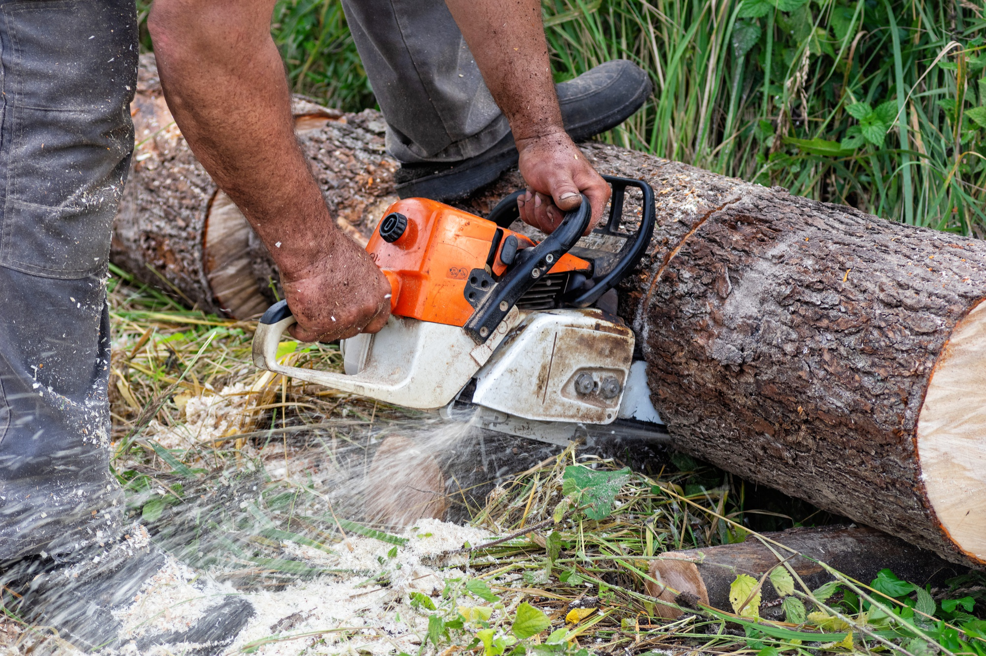 Tree Trimming