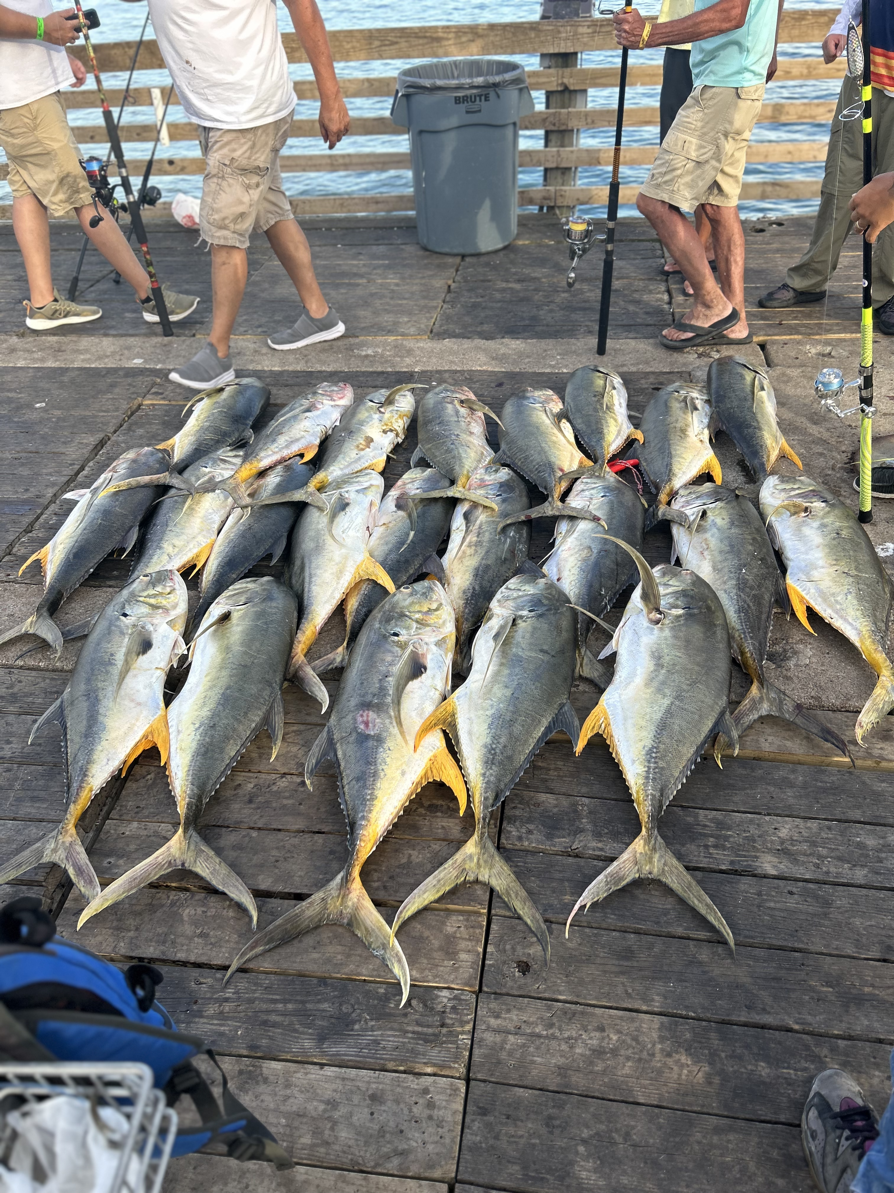 Recent catch at Galveston Fishing Pier