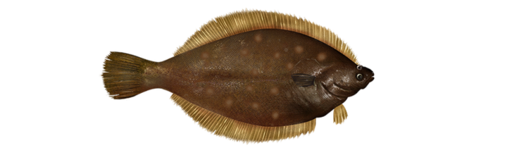 Flounder