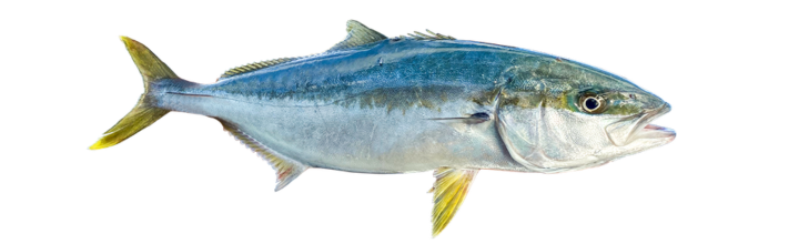 Kingfish