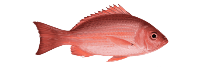 Red Snapper