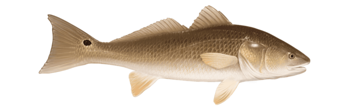Redfish
