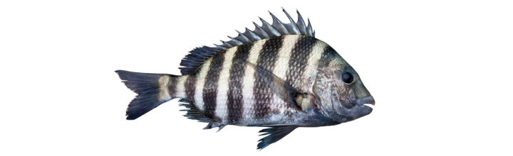 Sheepshead