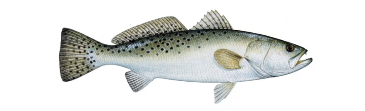 Speckled Trout