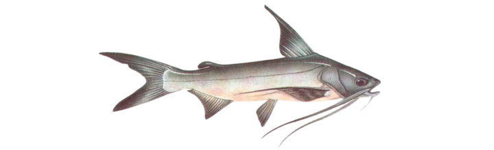 Gafftop Catfish