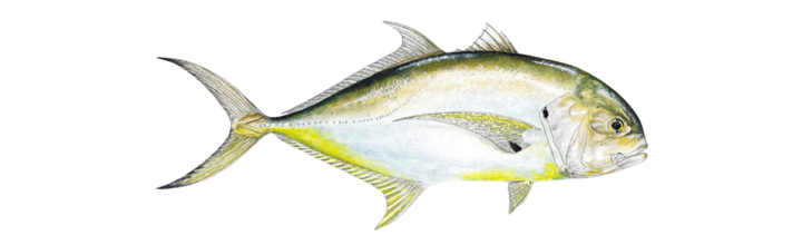 Jack Crevalle