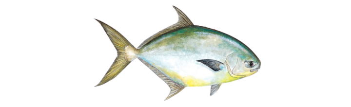 Pompano