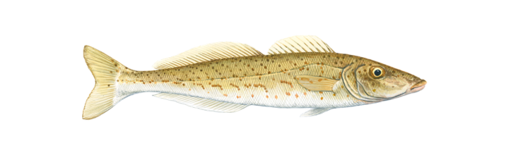 Whiting