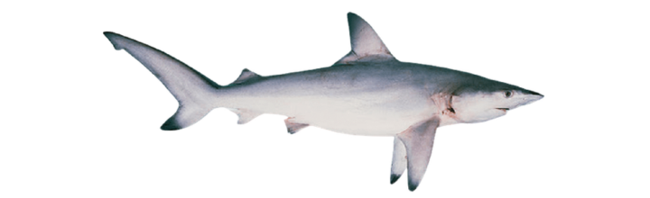 Blacktip Shark