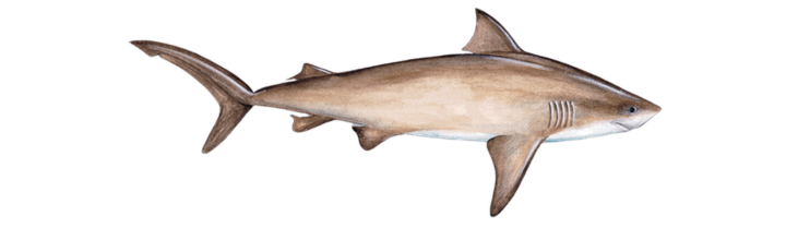 Bull Shark