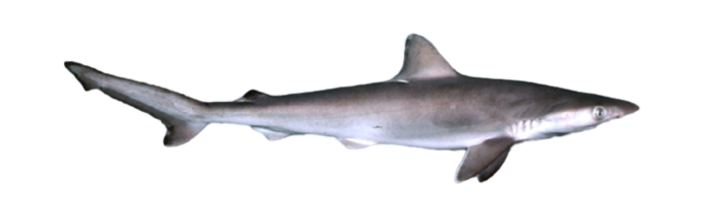 Atlantic Sharpnose Shark