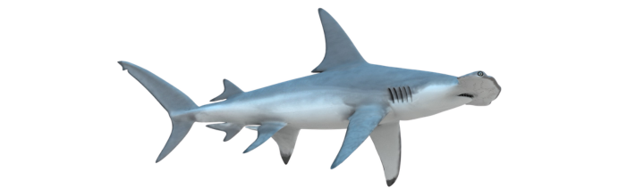 Hammerhead Shark