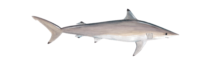 Spinner Shark