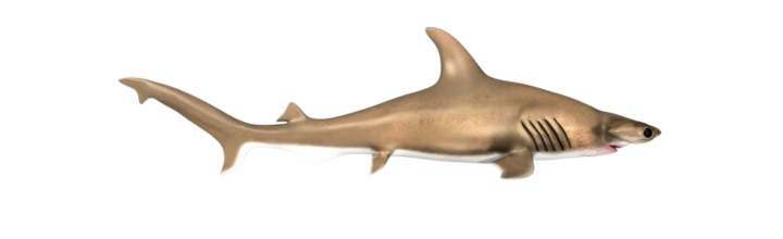 Bonnethead Shark