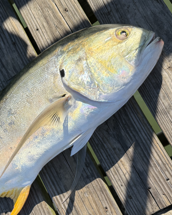 What's biting — fish report