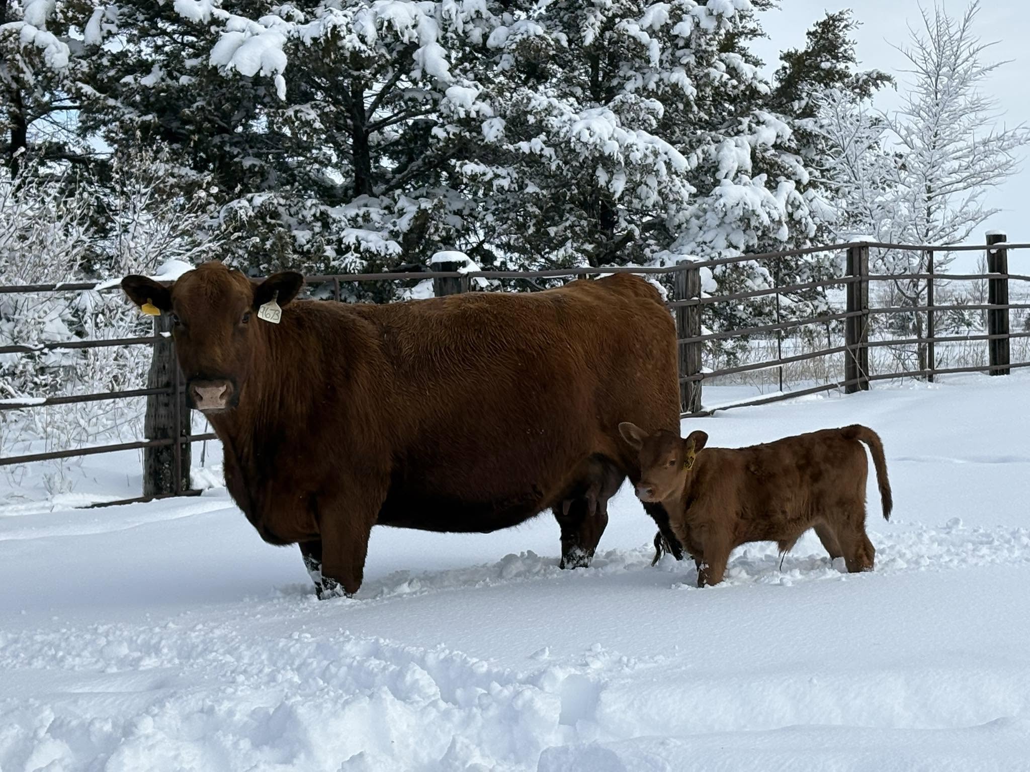 Gill Red Angus cowherd on pasture