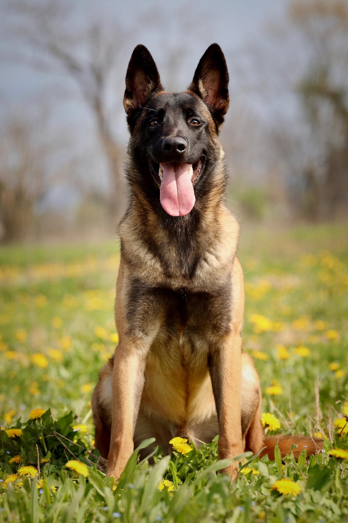Malinois dog Sitting outside