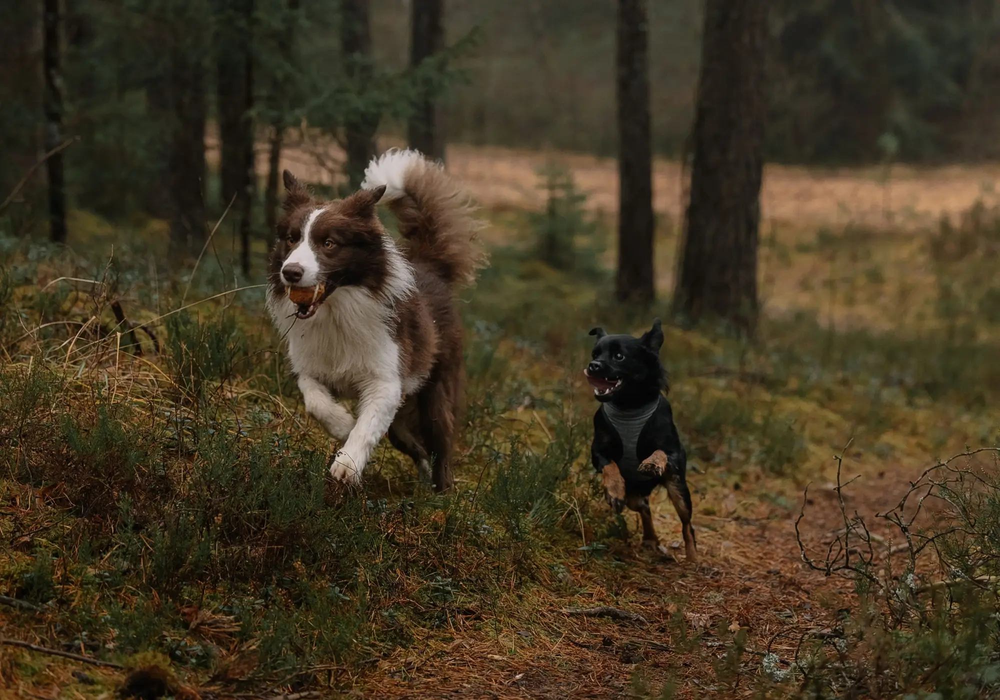 Two Shepard terrier mixed dogs running outside on a trail