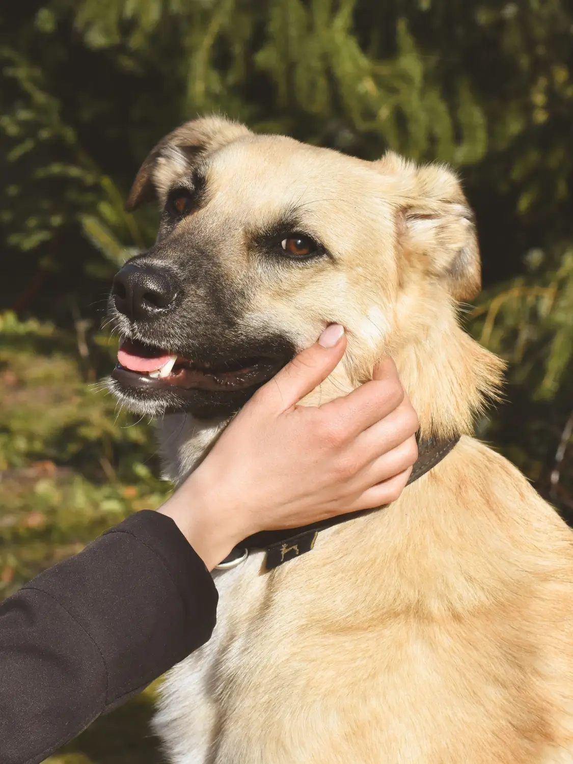 Shepard Mix dog outside with human petting