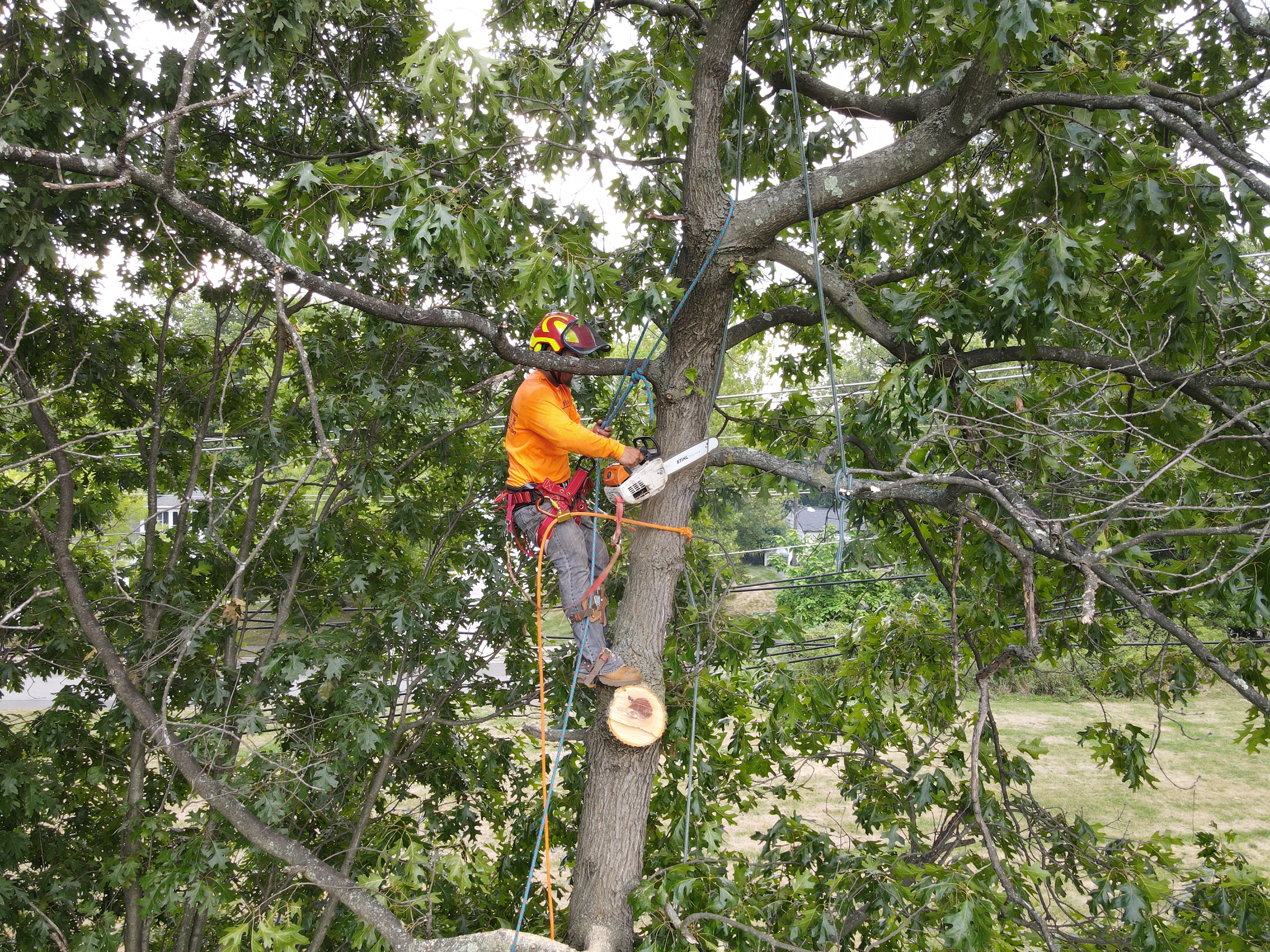 Tree Removal work by Jireh Landscaping in New Jersey