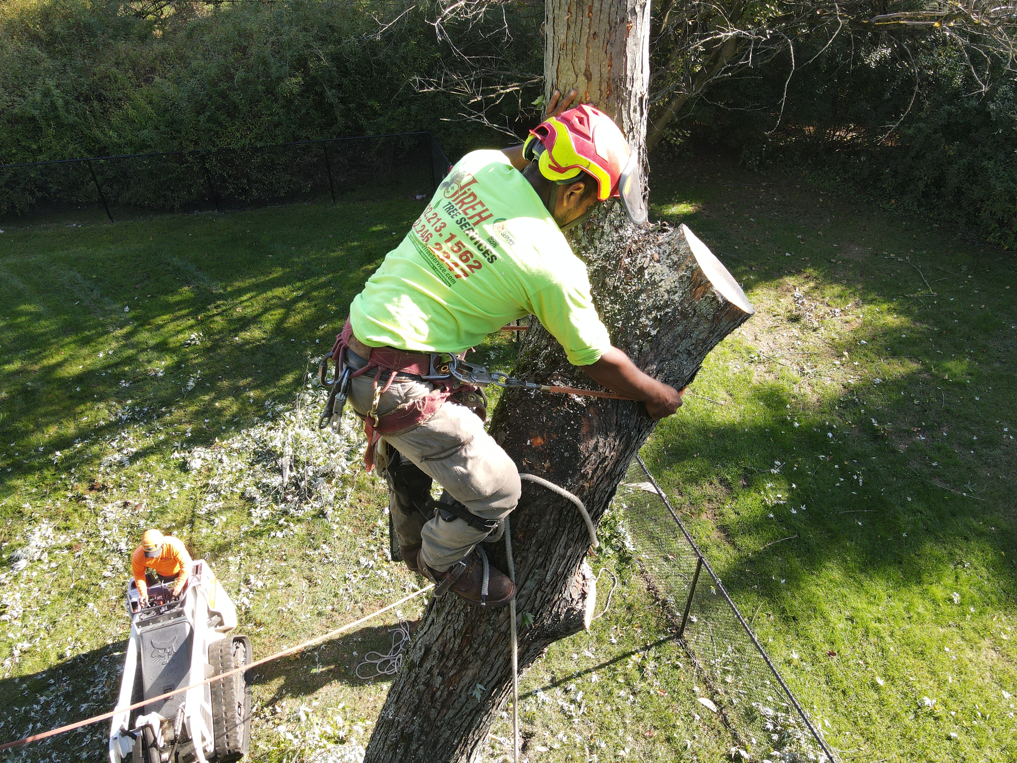 Tree Trimming & Pruning work by Jireh Landscaping in New Jersey