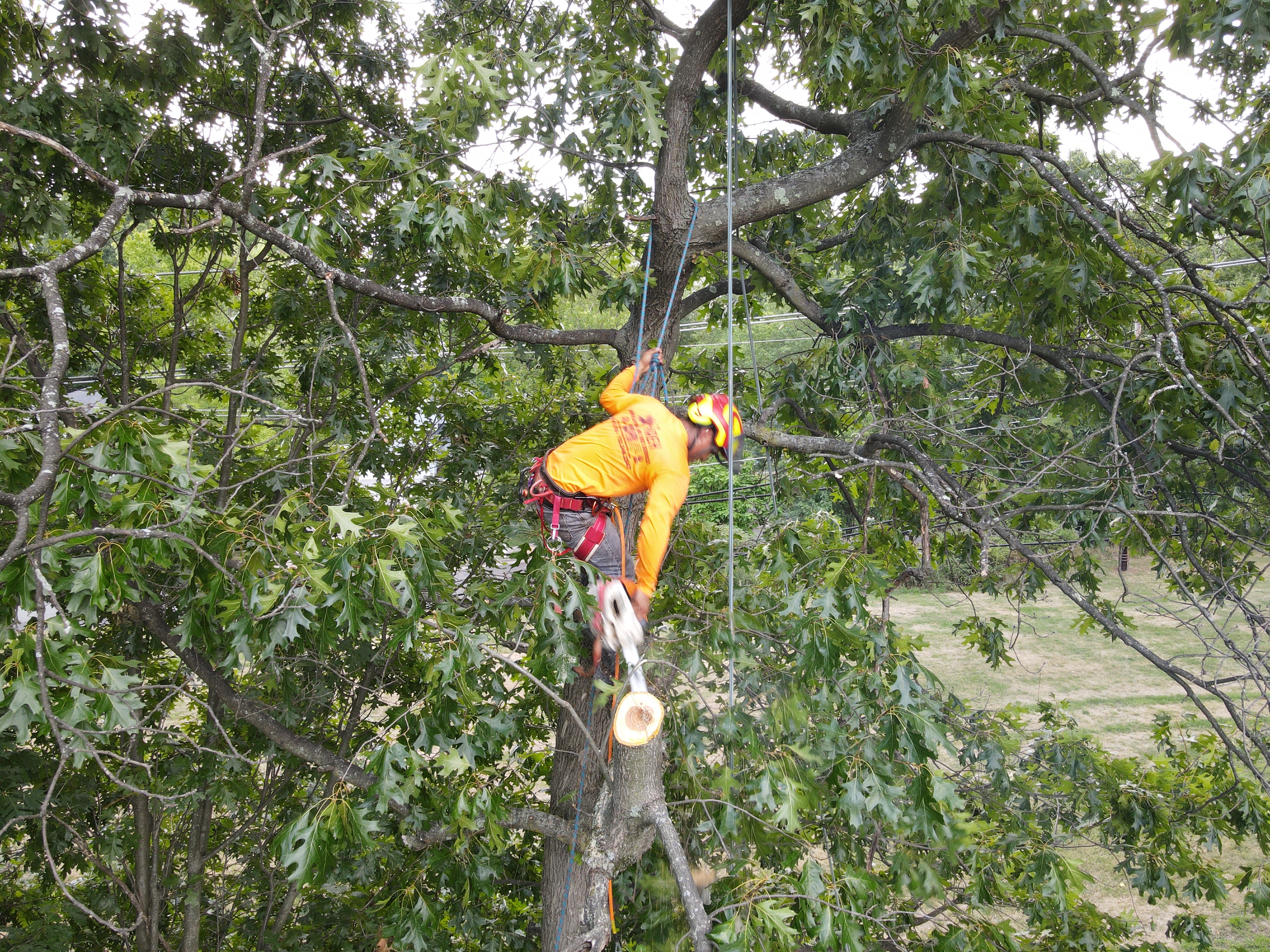 Electrical Line Clearing work by Jireh Landscaping in New Jersey