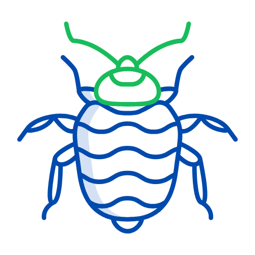 Bed Bugs