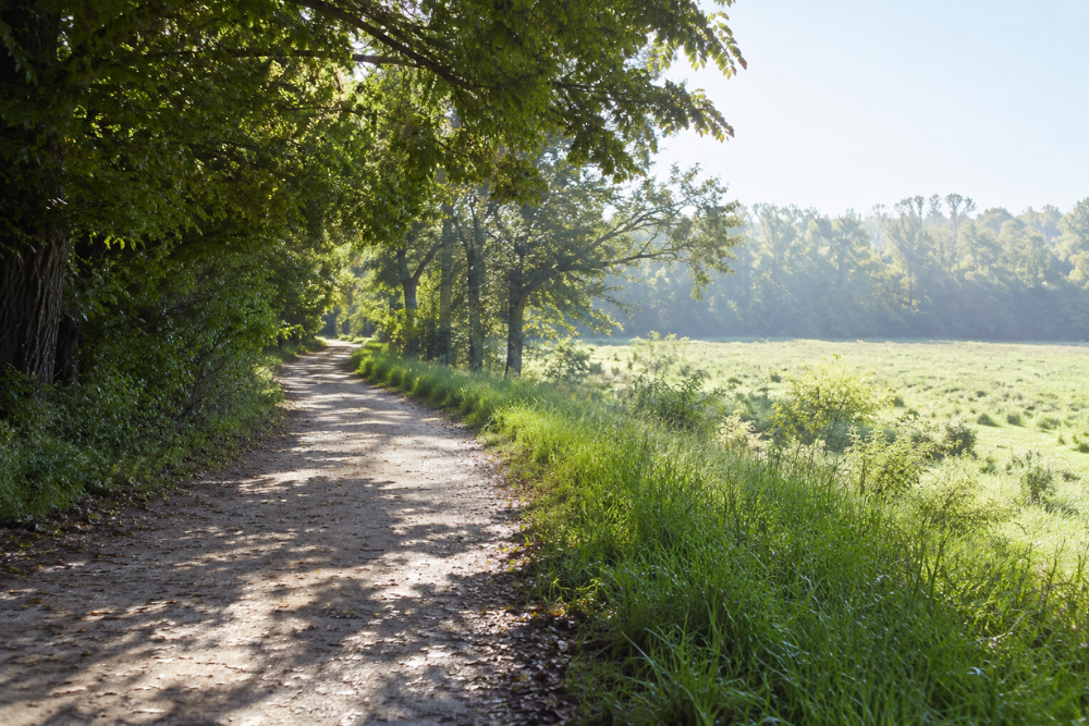 A quiet tree-lined walking path with dappled morning sunlight falling across it.