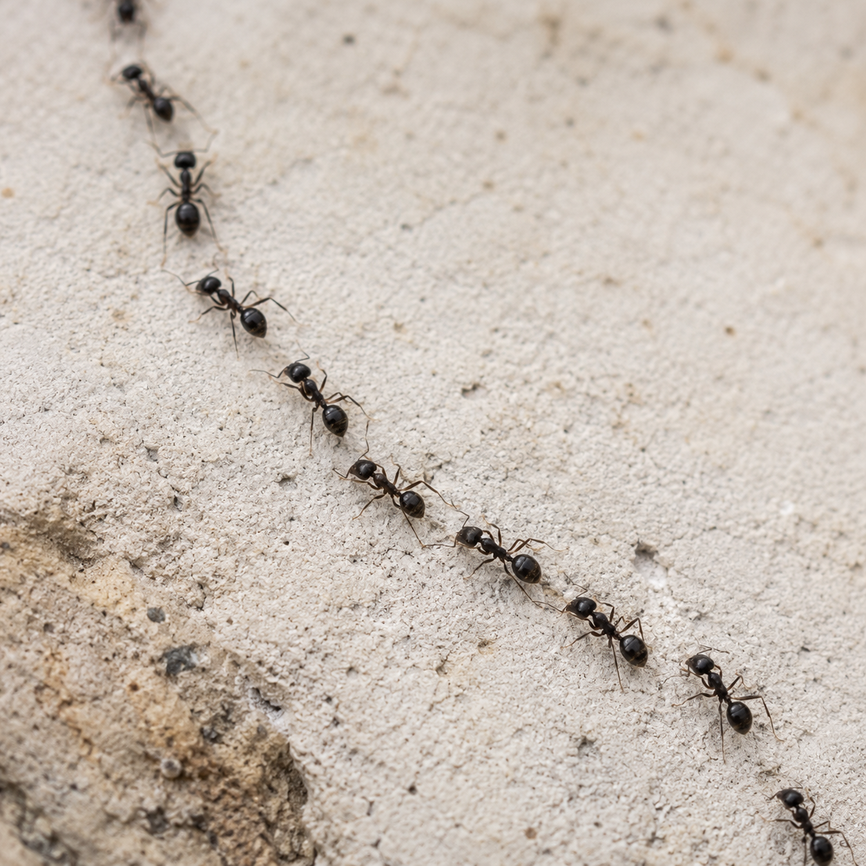 Ant Control treatment on the Gold Coast