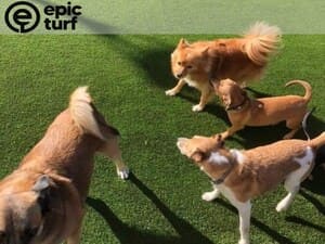 Artificial Turf Installation in Sarasota, FL