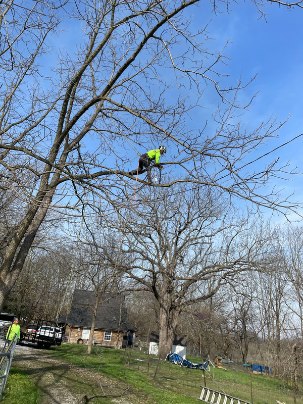 tree services