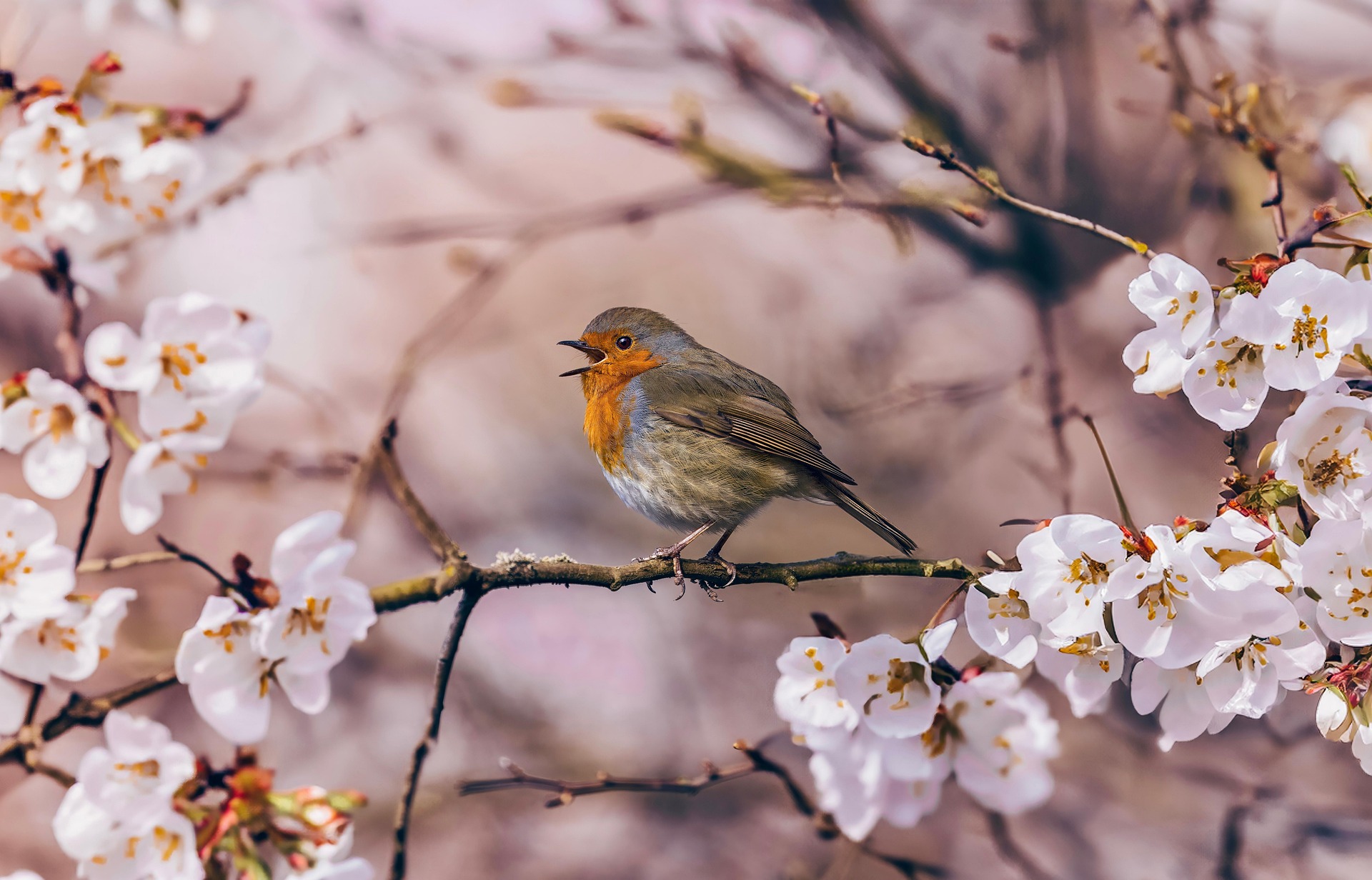 Bird Bird