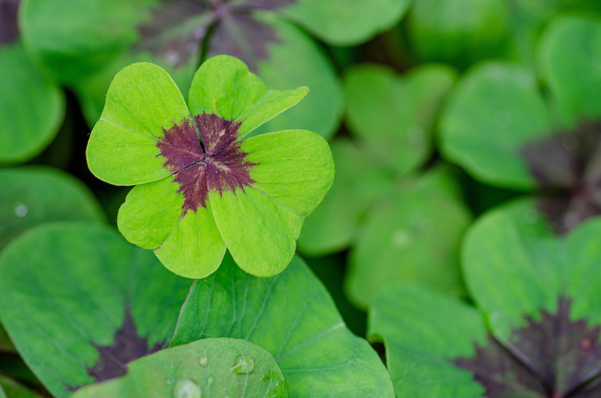 Clovers