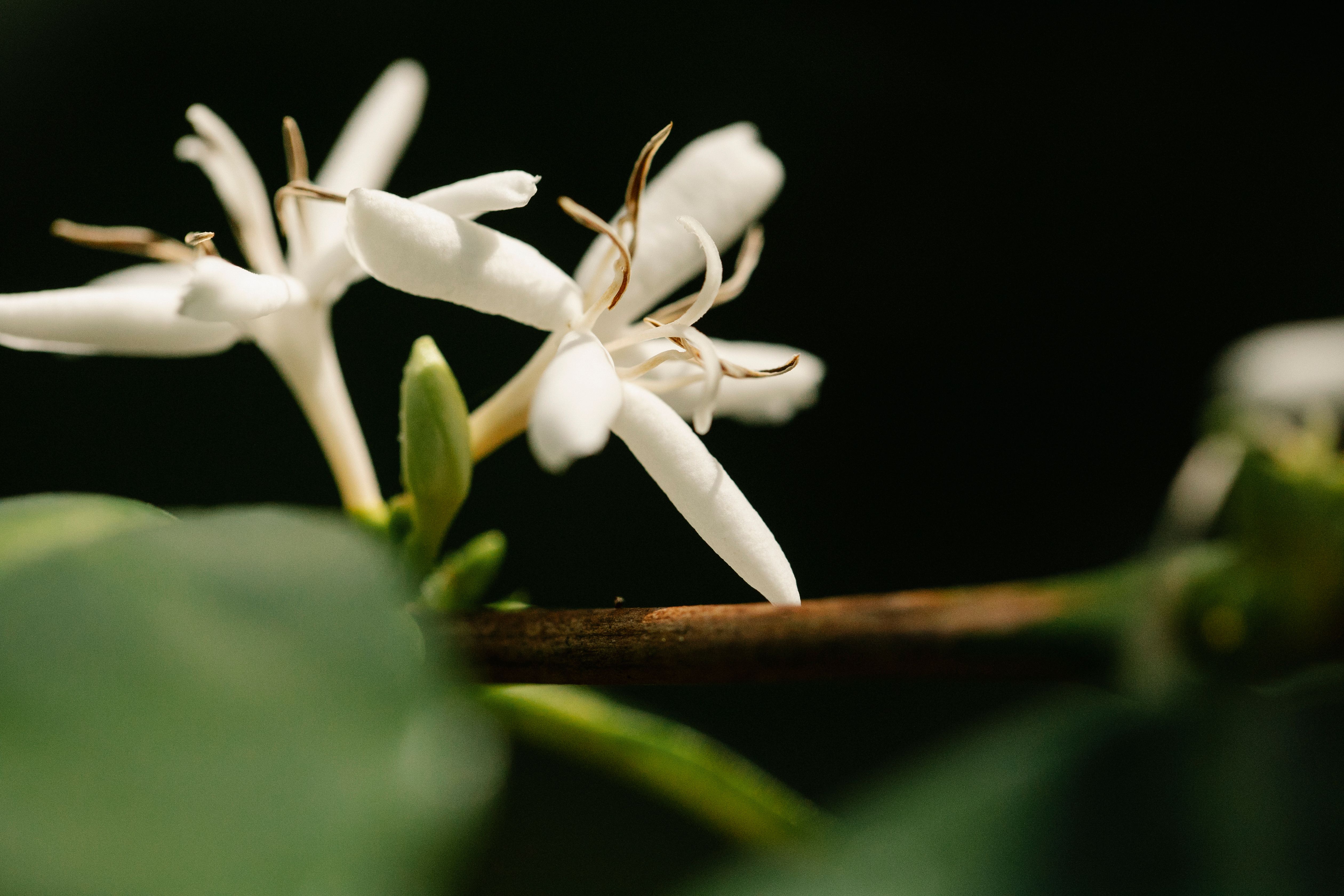 vanilla plant vanilla plant
